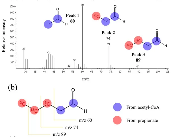 Mass Spectrum of Valeric Acid